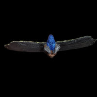 2006 Safari Ltd. Peacock Wings Of The World 4" x 3" Animal Kingdom Figure