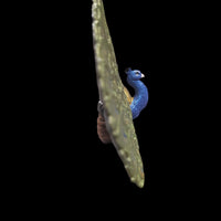 2006 Safari Ltd. Peacock Wings Of The World 4" x 3" Animal Kingdom Figure