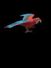2006 Safari Ltd. Green-Winged Macaw Wings Of The World 4.5" Animal Kingdom Figure